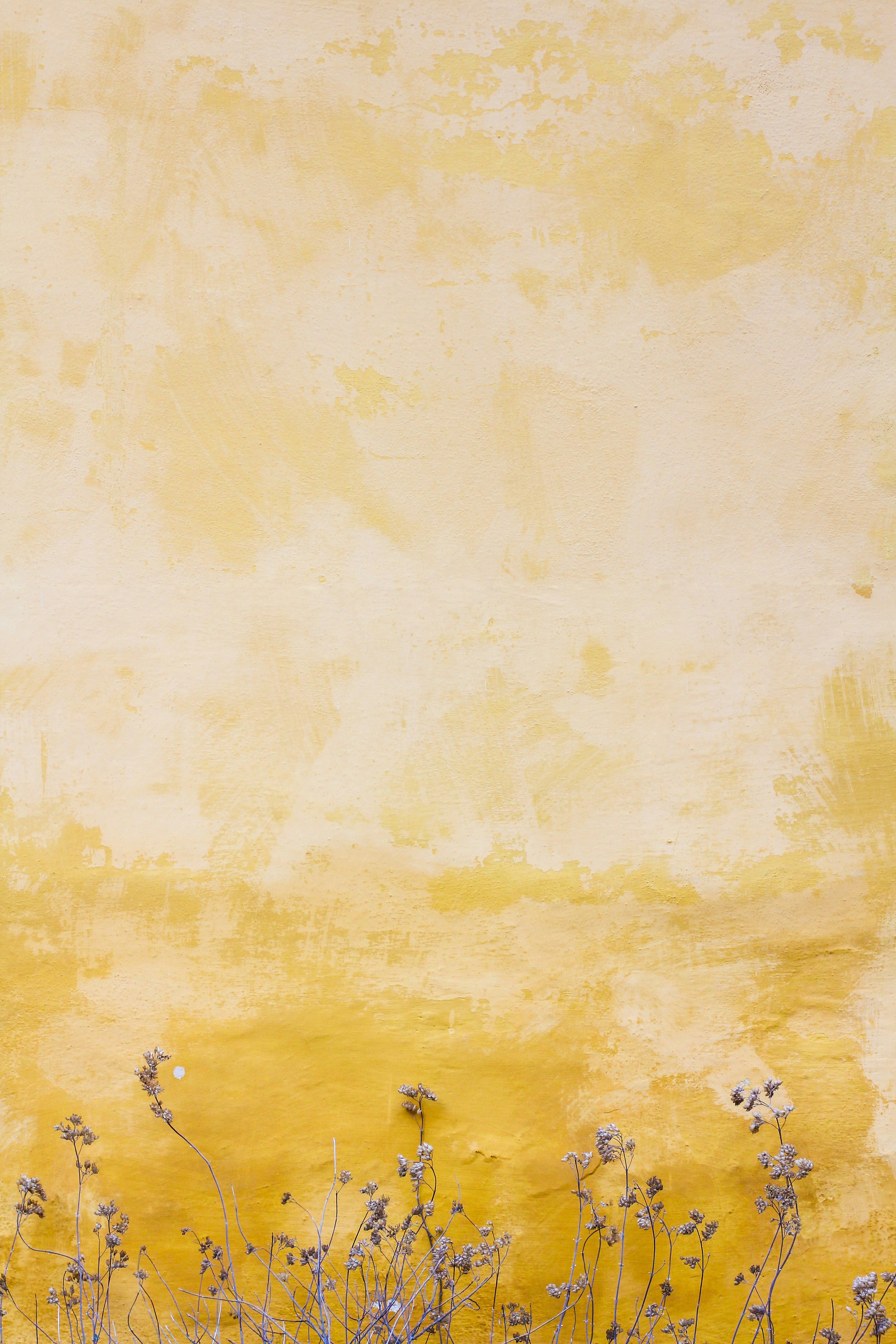 Flowers against yellow wall. Image credit: Mona Eendra